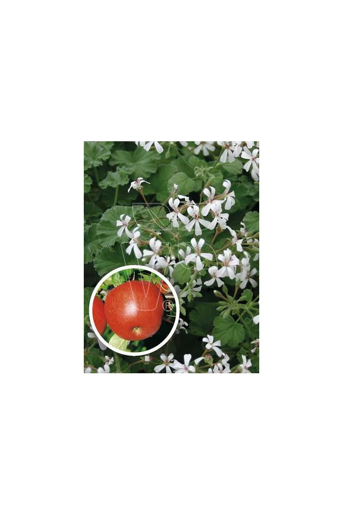 pelargonia zapachowa, pelargonia cytrynowa, pelargonia o zapachu cytryny