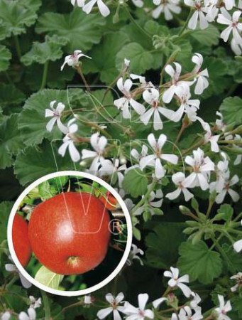 pelargonia zapachowa, pelargonia cytrynowa, pelargonia o zapachu cytryny