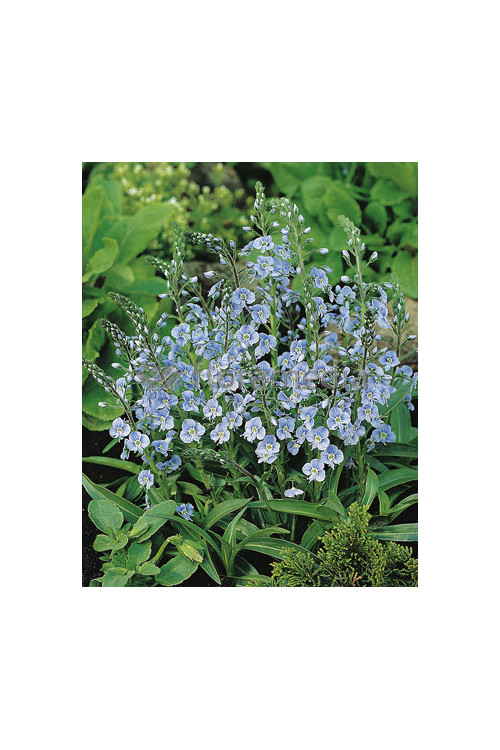 Przetacznik goryczkowaty 'Maihimmel' | Veronica gentianoides