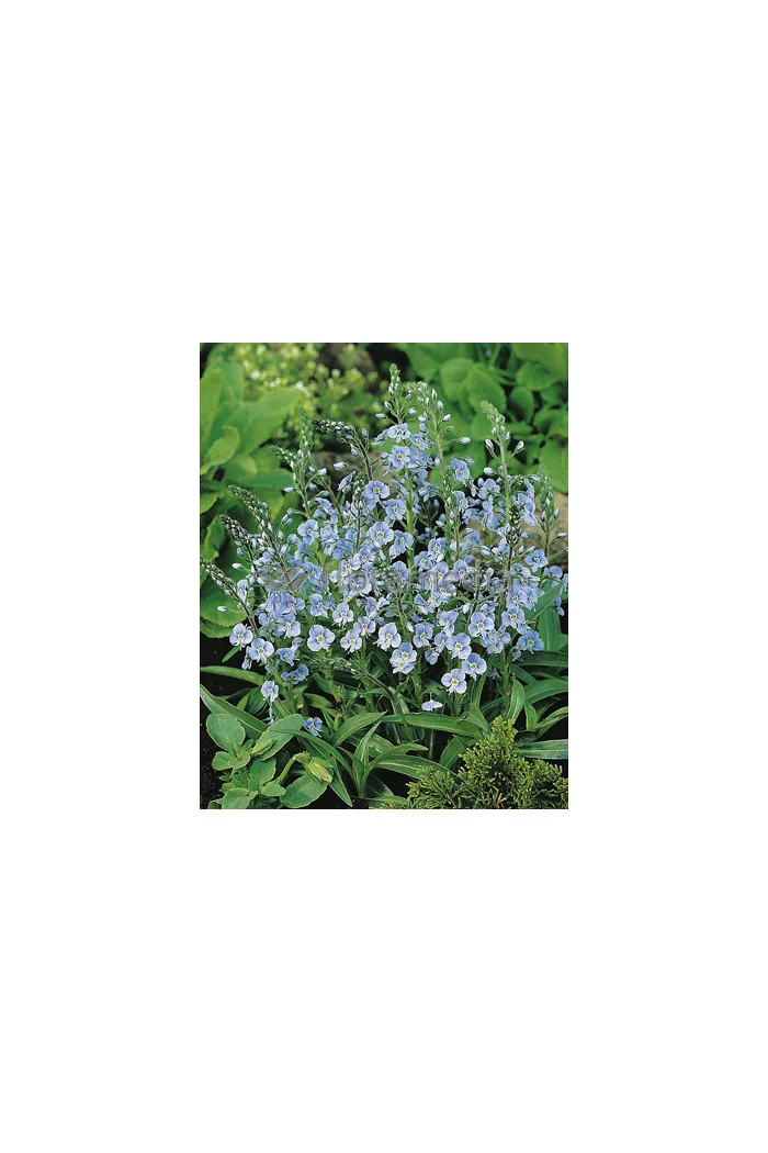 Przetacznik goryczkowaty 'Maihimmel' | Veronica gentianoides