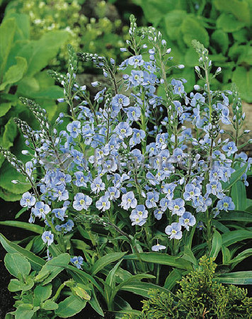 Przetacznik goryczkowaty 'Maihimmel' | Veronica gentianoides