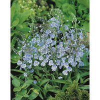 Przetacznik goryczkowaty 'Maihimmel' | Veronica gentianoides