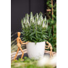 Przetacznik 'Lancita White' | Veronica hybrida