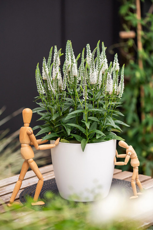 Przetacznik 'Lancita White' | Veronica hybrida