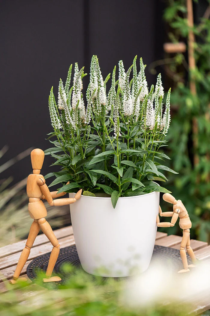 Przetacznik 'Lancita White' | Veronica hybrida