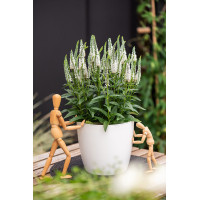 Przetacznik 'Lancita White' | Veronica hybrida