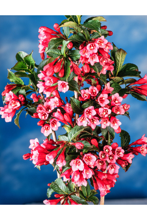Krzewuszka cudowna 'Rumba' Weigela florida