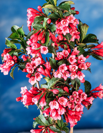 Krzewuszka cudowna 'Rumba' Weigela florida