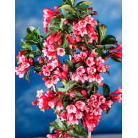 Krzewuszka cudowna 'Rumba' Weigela florida