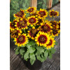Rudbekia 'SmileyZ Tiger' | Rudbeckia
