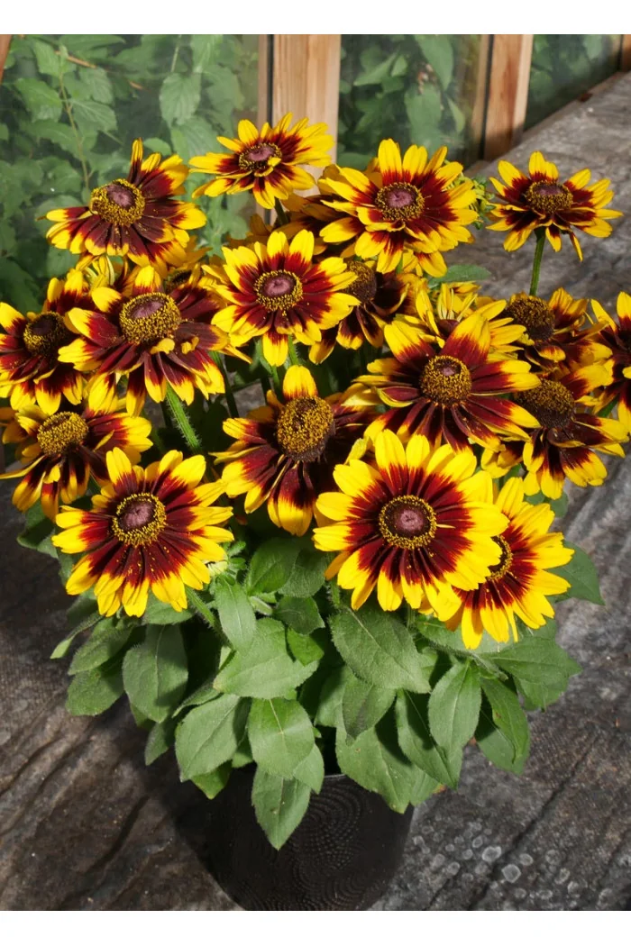 Rudbekia 'SmileyZ Tiger' | Rudbeckia
