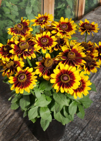 Rudbekia 'SmileyZ Tiger' | Rudbeckia