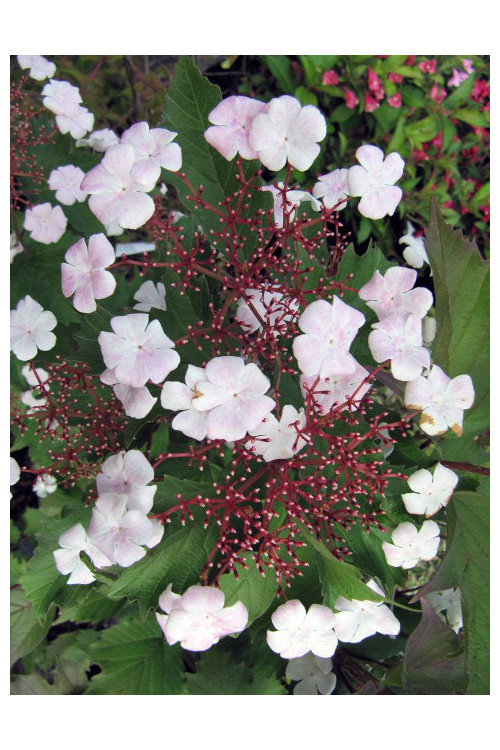 Kalina Sargenta 'Onondaga' Viburnum sargentii