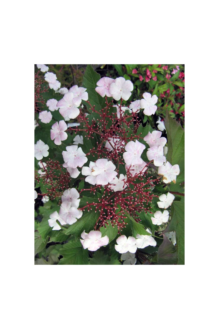 Kalina Sargenta 'Onondaga' Viburnum sargentii