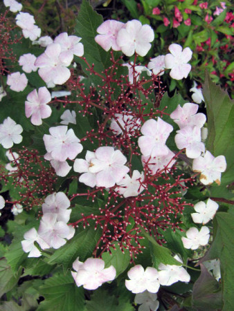 Kalina Sargenta 'Onondaga' Viburnum sargentii