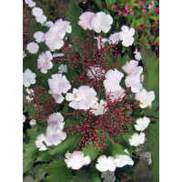 Kalina Sargenta 'Onondaga' Viburnum sargentii