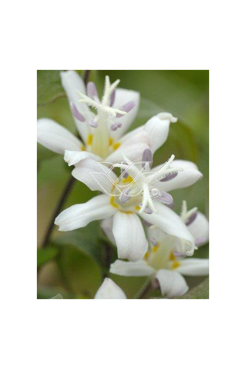 trójsklepka, trójsklepka Alba, Tricyrtis