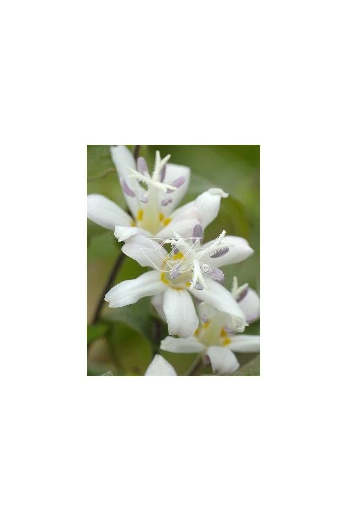 trójsklepka, trójsklepka Alba, Tricyrtis