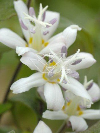 trójsklepka, trójsklepka Alba, Tricyrtis