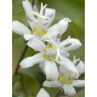 trójsklepka, trójsklepka Alba, Tricyrtis