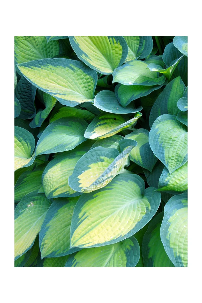 Funkia 'Paul's Glory' | Hosta