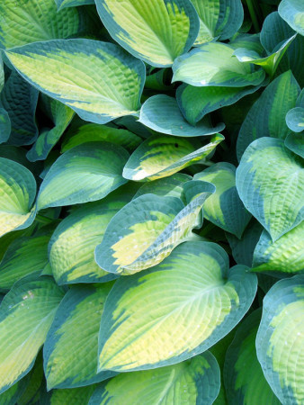 Funkia 'Paul's Glory' | Hosta