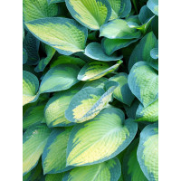 Funkia 'Paul's Glory' | Hosta