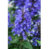 Kocimiętka 'Neptune' | Nepeta nervosa