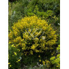 Janowiec barwierski 'Royal Gold' Genista tinctoria