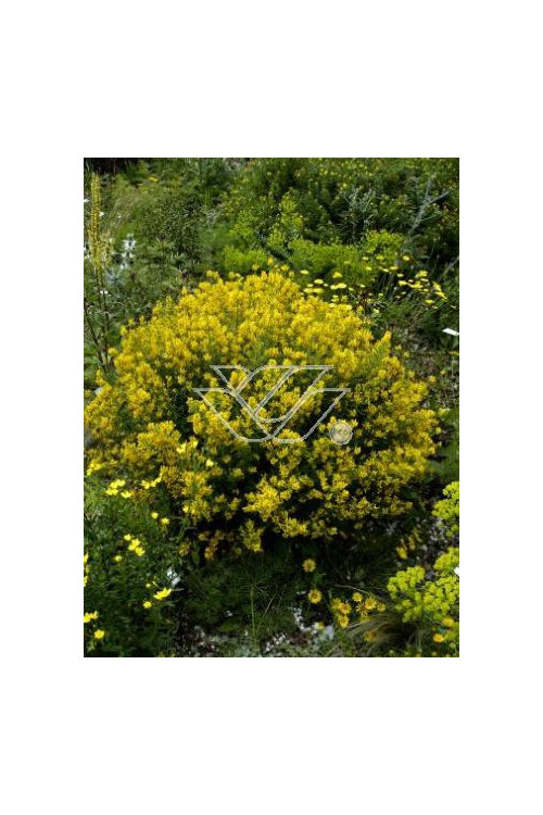 Janowiec barwierski 'Royal Gold' Genista tinctoria