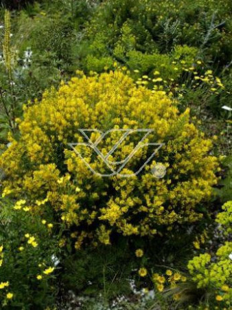 Janowiec barwierski 'Royal Gold' Genista tinctoria