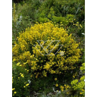 Janowiec barwierski 'Royal Gold' Genista tinctoria