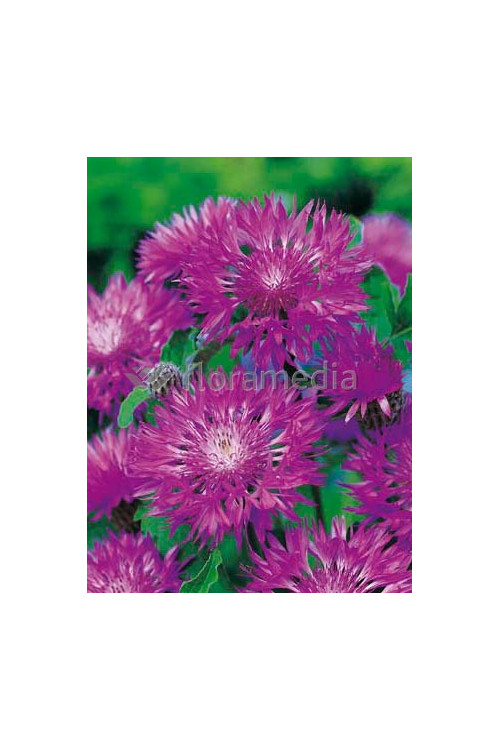 Chaber białawy 'John Coutts' Centaurea hypoleuca