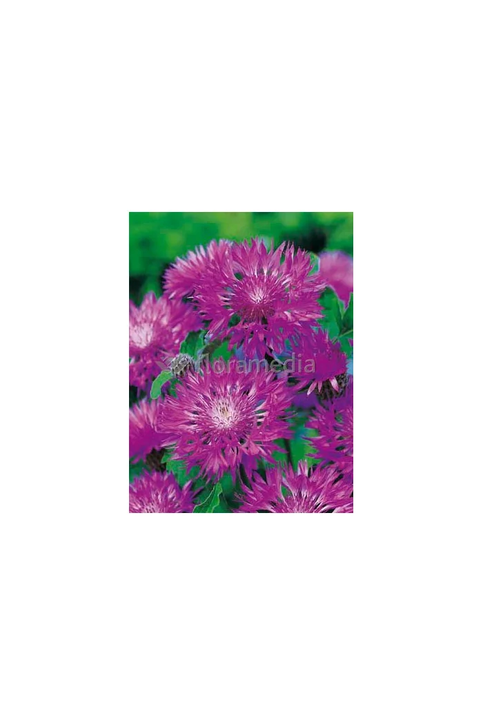 Chaber białawy 'John Coutts' Centaurea hypoleuca