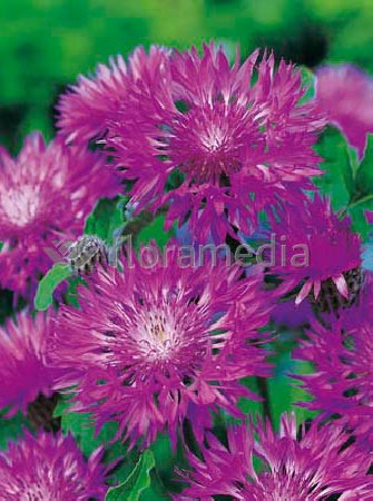 Chaber białawy 'John Coutts' Centaurea hypoleuca
