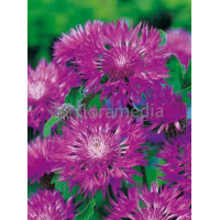 Chaber białawy 'John Coutts' Centaurea hypoleuca