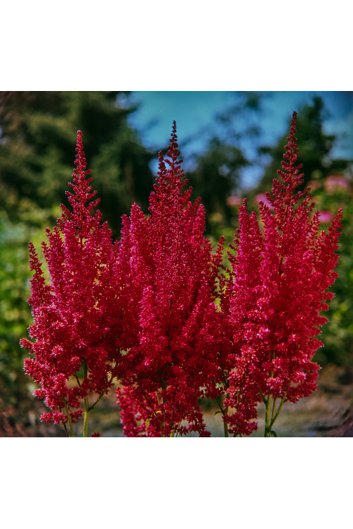 tawułka, tawułka arendsa, astilbe, astilbe arendsii, tawułka czerwona, tawułka Else Schluck