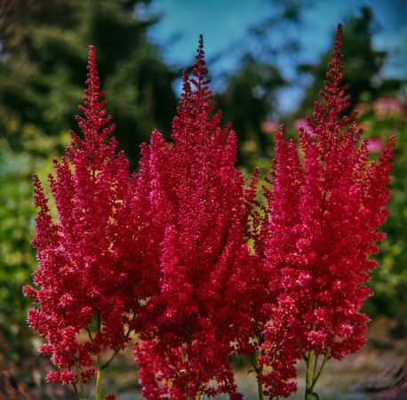 tawułka, tawułka arendsa, astilbe, astilbe arendsii, tawułka czerwona, tawułka Else Schluck