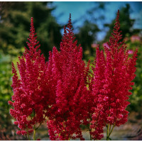 tawułka, tawułka arendsa, astilbe, astilbe arendsii, tawułka czerwona, tawułka Else Schluck