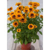 Rudbekia 'SmileyZ Giggling' Rudbeckia