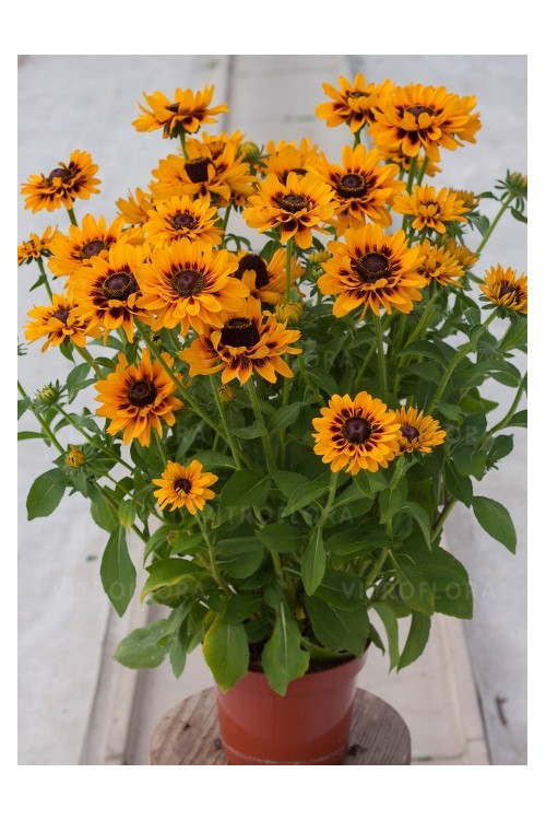 Rudbekia 'SmileyZ Giggling' Rudbeckia