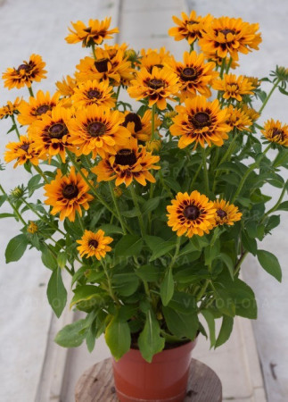 Rudbekia 'SmileyZ Giggling' Rudbeckia