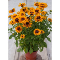 Rudbekia 'SmileyZ Giggling' Rudbeckia