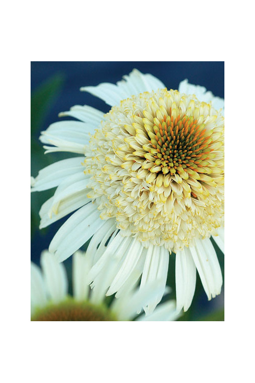 Jeżówka 'Secret Pride' Echinacea