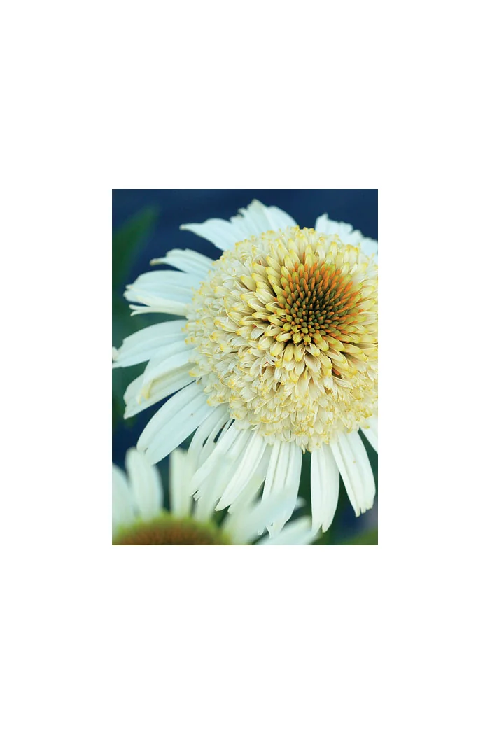 Jeżówka 'Secret Pride' Echinacea