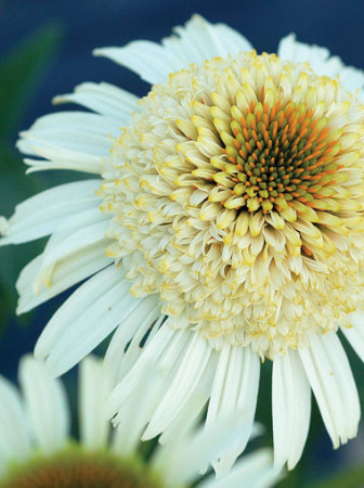 Jeżówka 'Secret Pride' Echinacea