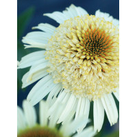 Jeżówka 'Secret Pride' Echinacea