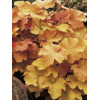 Żurawka 'Caramel' Heuchera