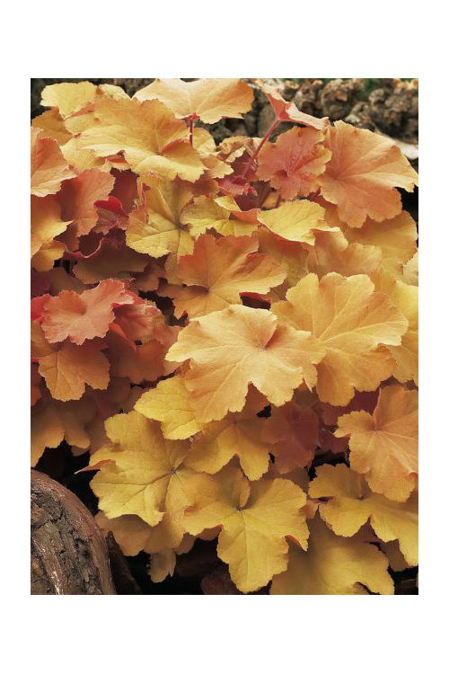 Żurawka 'Caramel' Heuchera