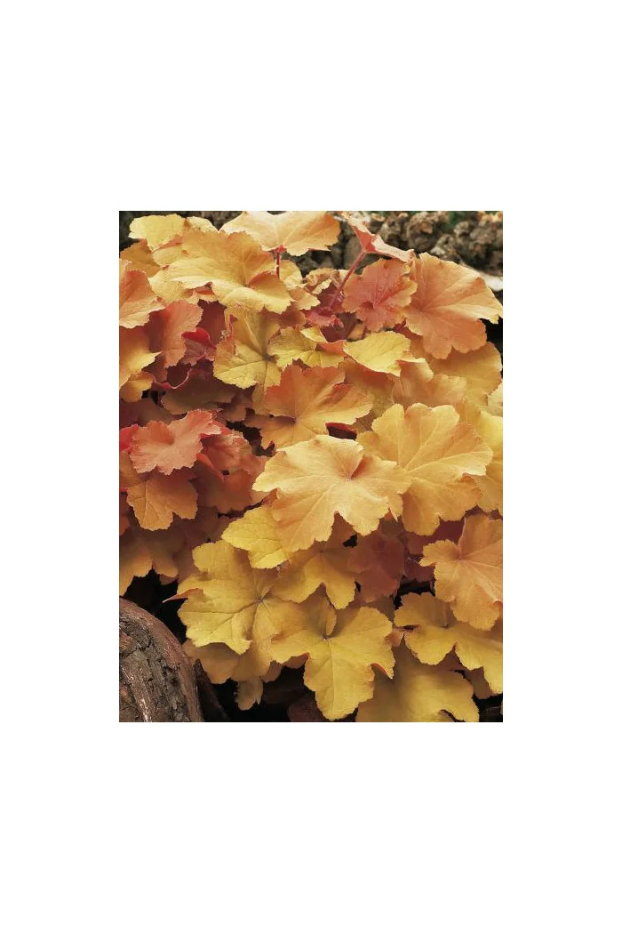 Żurawka 'Caramel' Heuchera